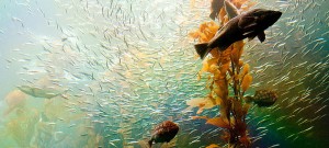 Scientists make underwater biofuel breakthrough