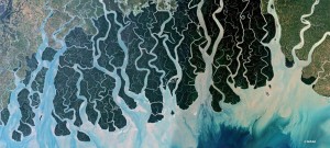Fighting for the survival of the Sundarbans