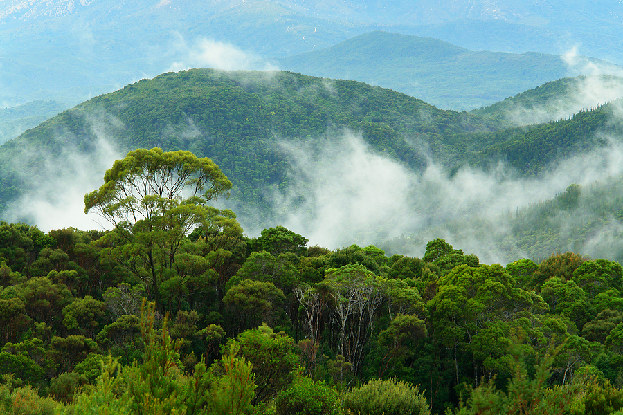 $300 billion a year needed to save biodiversity