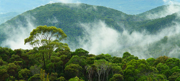 President Dilma must veto Brazil’s Forest laws, say campaigners