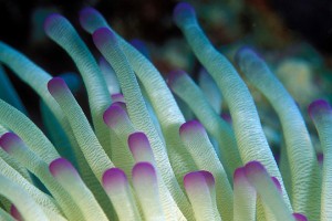 New research finds some corals could survive climate change