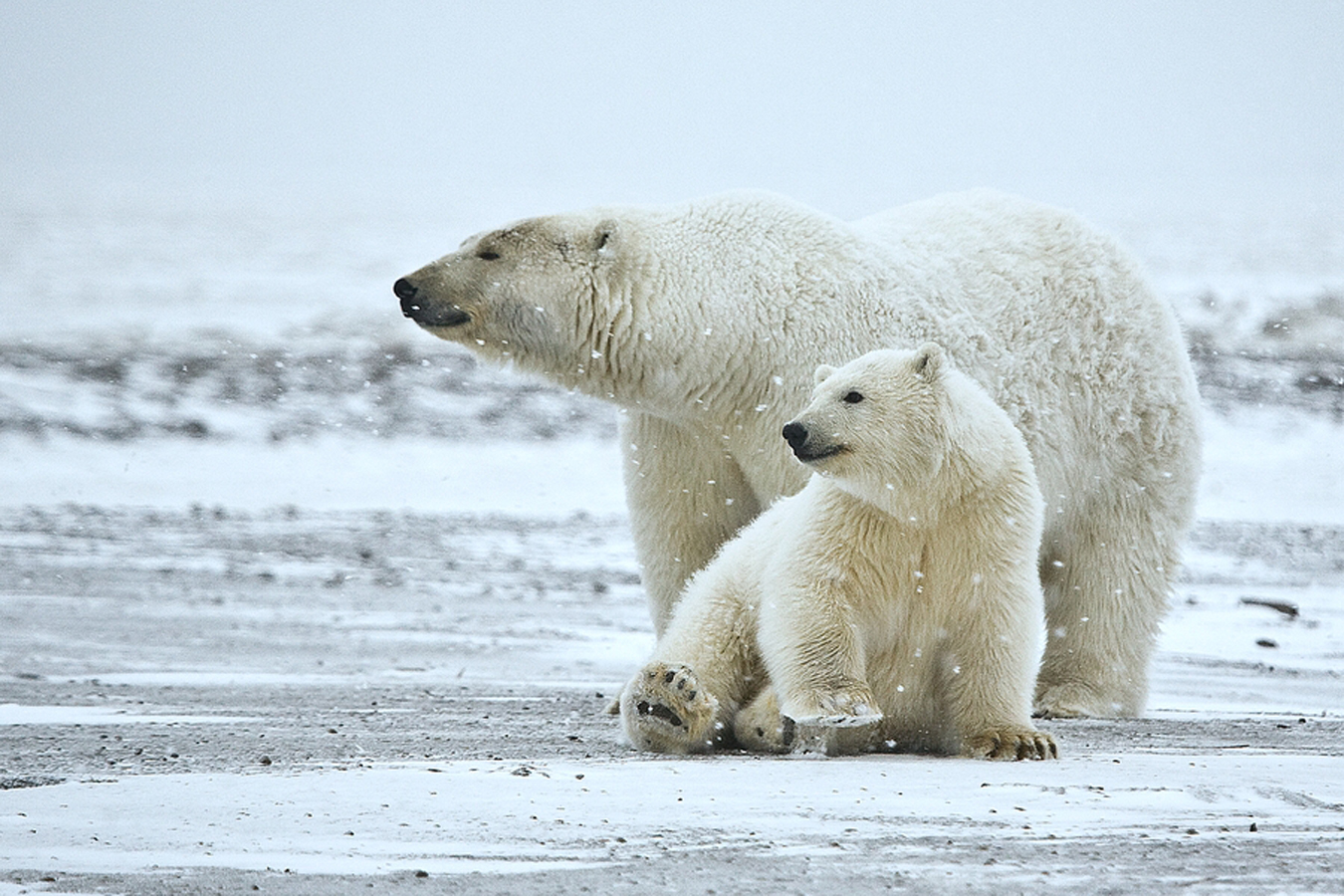 Polar bears need longer to adapt to climate change, say researchers