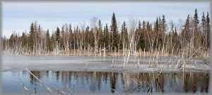 Photo of the week #20 - Climate change threatens the world's Boreal Forests