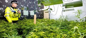 Cannabis, cables and keeping the lights on
