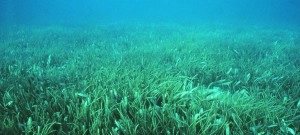 Coastal seagrass could store more CO2 than forests