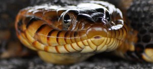 Bonn 2012: Carbon credit price “lower than a snake’s belly” say critics of new scheme