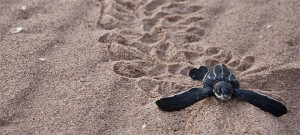 Climate change could cause Leatherback turtle populations in Costa Rica to collapse by 2100