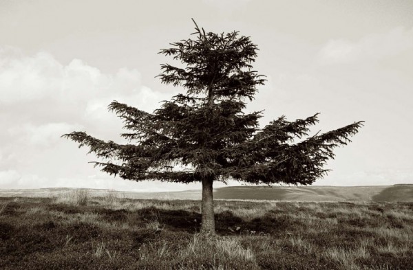 Photo of the week #24: Biodiversity & climate change, the last tree ...