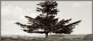 Photo of the week #24: Biodiversity & climate change, the last tree standing