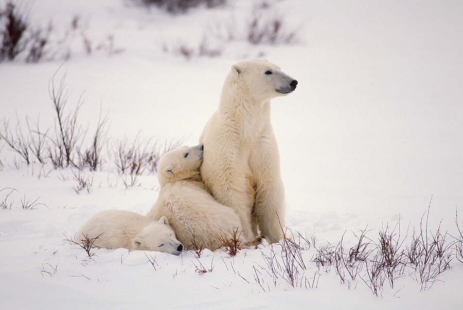 Jude Law and band Radiohead join Campaign to Save the Arctic with new ...