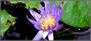 Photo of the week #28: Thailand's famous and endangered water lilies