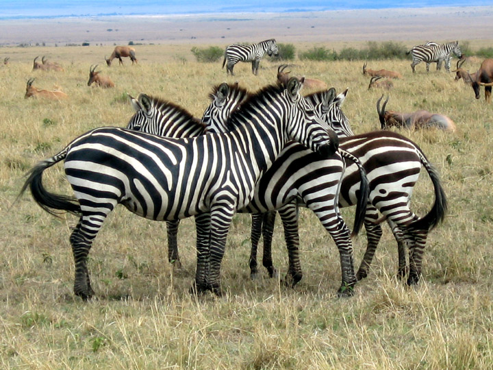 Photo of the week #32 - Climate change, drought and declining zebra ...