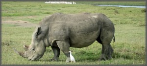 Photo of the Week #33 - How climate change is affecting the mighty Rhino