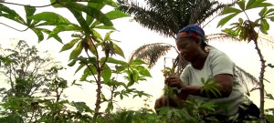 Video: Saving the Congo Basin's precious forests