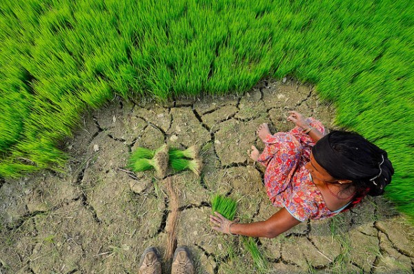 planting grasses (Source: CIAT International Center for Tropical Agriculture)