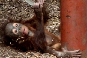 UNEP: Great apes offer yardstick for environmental destruction