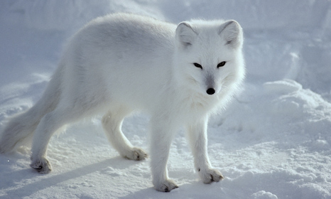 Arctic species set to suffer as warming grips polar region