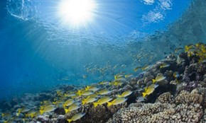 Coral bleaching could hit 74% of world’s reefs by 2045