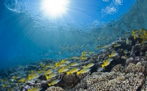 EPA faces ocean acidification legal challenge