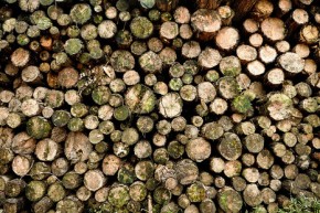 UK backs corporate push to fight deforestation