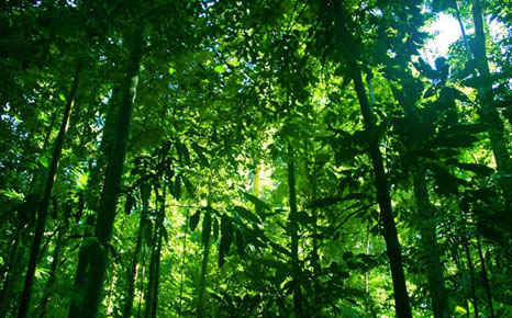 Brazilian Rainforest Tribes Harness Power Of Wind