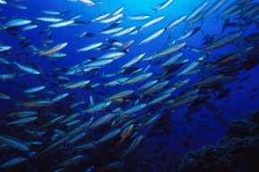 Fish migration charts climate change in the oceans