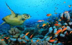 Corals can take decades to recover from climate impacts - report