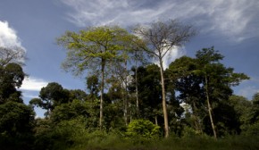 80% of Malaysian Borneo's rainforests destroyed by logging