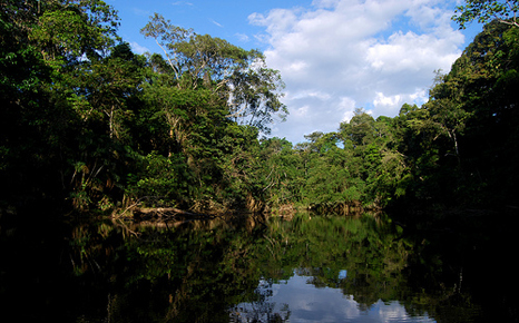 Ecuador abandons Yasuni initiative to stop Amazon drilling