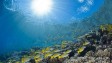 Ocean acidification could accelerate climate change, say scientists