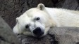 Giant polar bear heads to London for Arctic parade