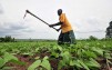 Kenyan farmers warned climate change may impact crop yields