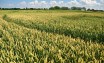 Biofuels: EU MPs back new 6% cap on food crops