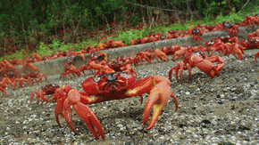 Changing rainfall patterns spell catastrophe for Christmas crabs