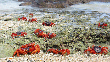 Changing rainfall patterns spell catastrophe for Christmas crabs