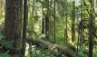 Norway, USA & UK pledge $280 million to combat deforestation