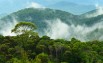 Norway commits $100m to World Bank forest protection scheme