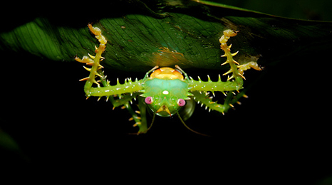 The Yasuni region in Ecuador is home to rare insects, including the Spiny Katydid (Pic: Geoff Gallis)