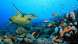 Ocean acidification is making fish anxious