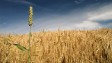 Crop benefits of higher CO2 may fall short - IPCC