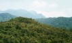 Central African tropical forests becoming browner - study