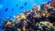 Corals may withstand higher temperatures - study
