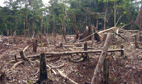 Brazil says Amazon deforestation rose 28% in 2013, blamed widely on reform of the forest protection law (Pic: Matt Zimmerman/Flickr)