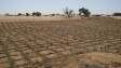Fighting desertification will reduce the costs of climate change