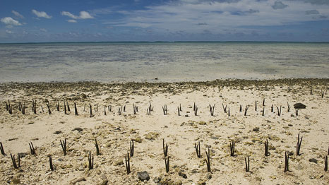 Mangrove shoots planted by UN chief Ban Ki-moon and others during a trip to highlight climate impacts on Kiribati (Pic: UN Photo)