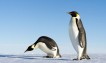 Warming Antarctic leaves iconic emperor penguin on brink