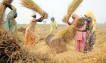Rising temperatures hit India's wheat crop