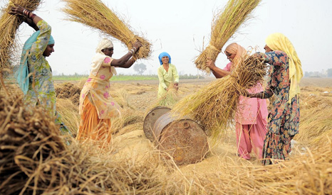Climate change is expected to hit crop yields in India (Pic: CIAT/Flickr) 