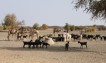 Sahel food shortage as studies show climate risk to crops