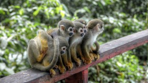 Rainforest protection could “stagnate or decline” without support
